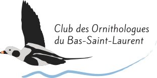 Club des Ornithologues du Bas-Saint-Laurent - COBSL